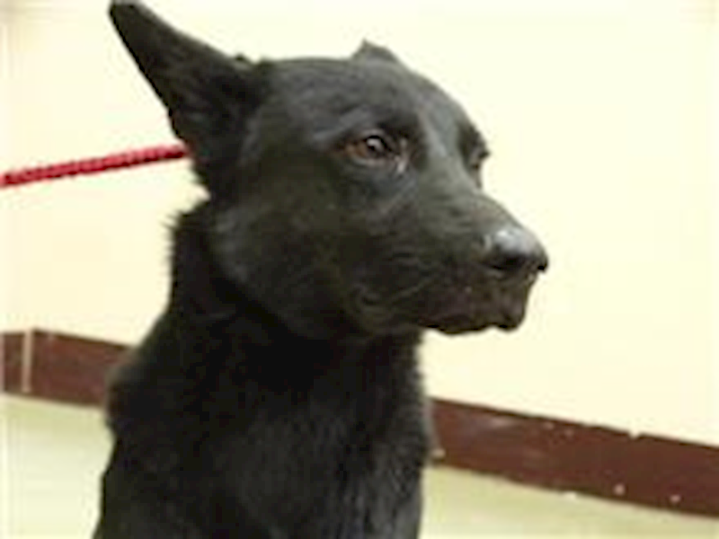 臺北市動物之家,編號:31759, 混種犬          