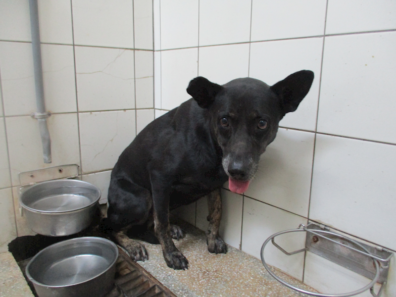 高雄市壽山動物保護教育園區,編號:423176, 混種犬          