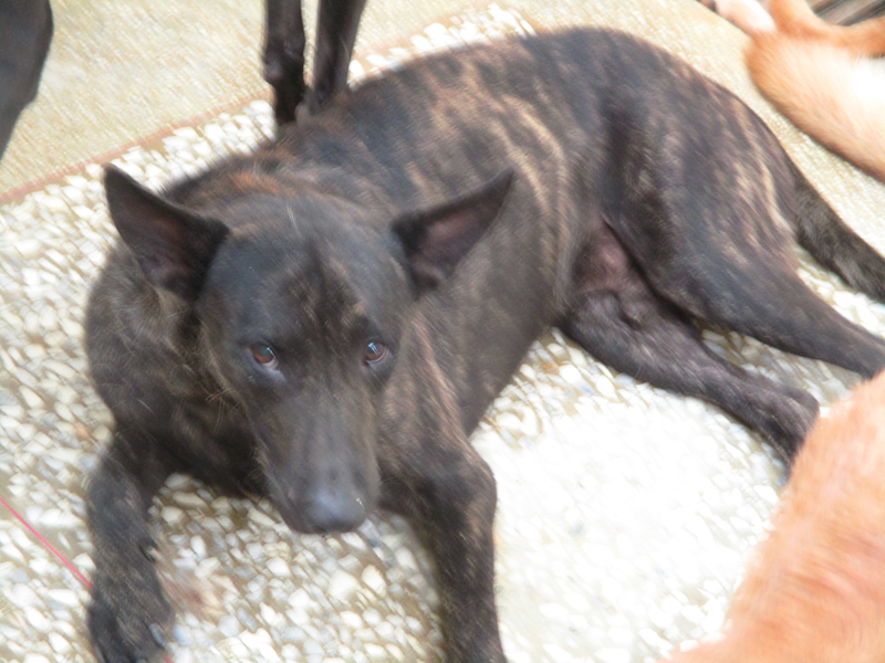 高雄市壽山動物保護教育園區,編號:423175, 混種犬          