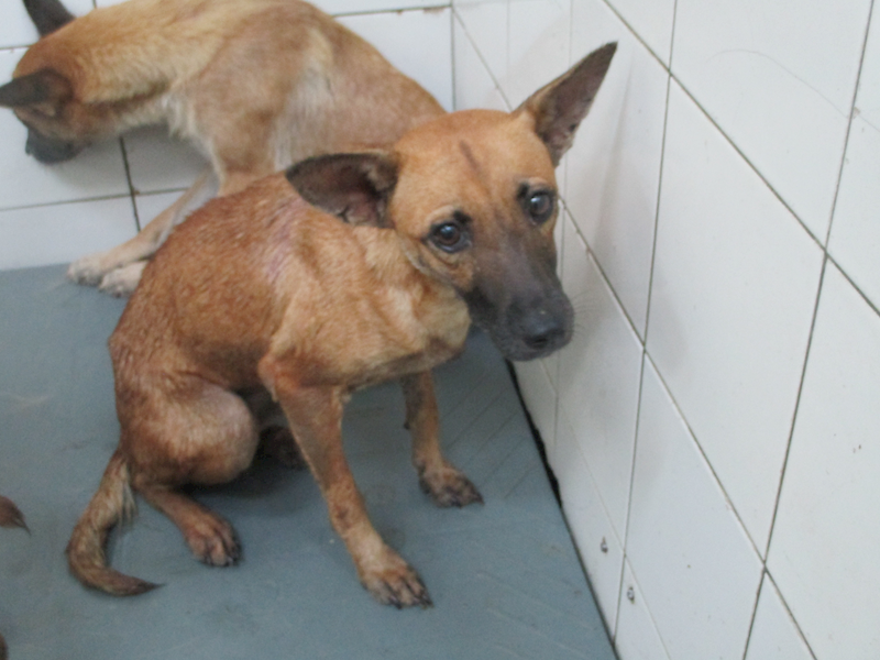 高雄市壽山動物保護教育園區,編號:423178, 混種犬          