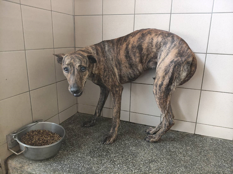 高雄市燕巢動物保護關愛園區,編號:424084, 混種犬          