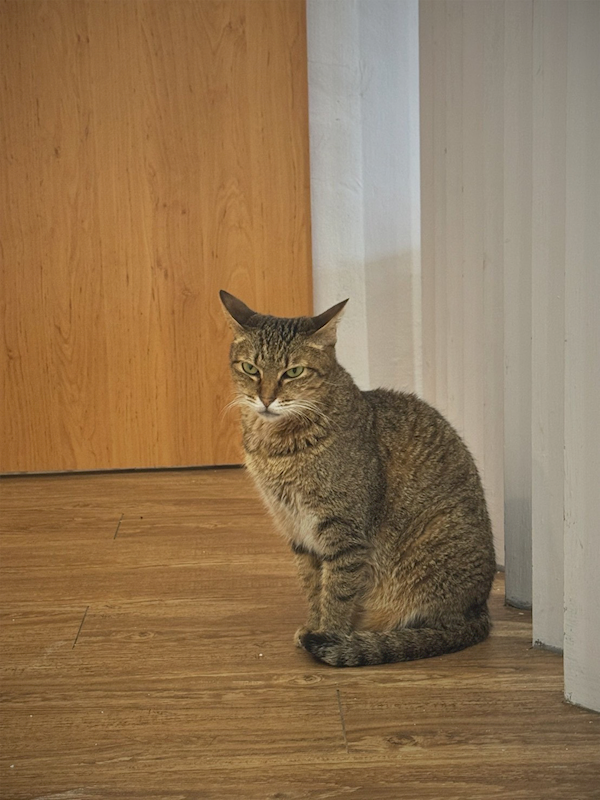 新北市八里區公立動物之家,編號:424021, 混種貓                 