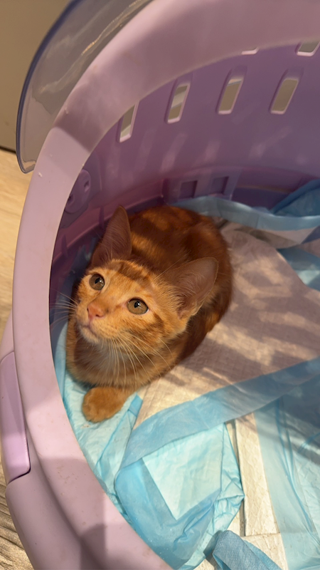 新北市八里區公立動物之家,編號:424022, 混種貓                 