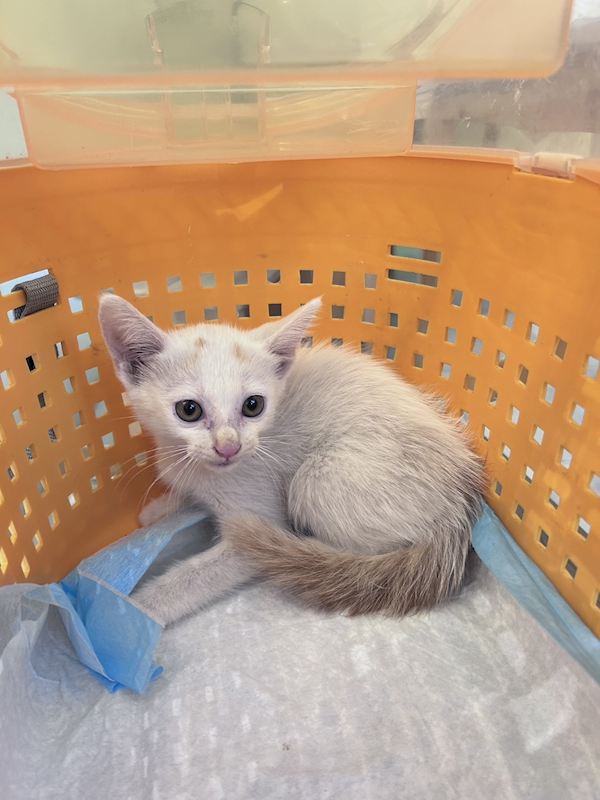 新北市八里區公立動物之家,編號:424023, 混種貓                 