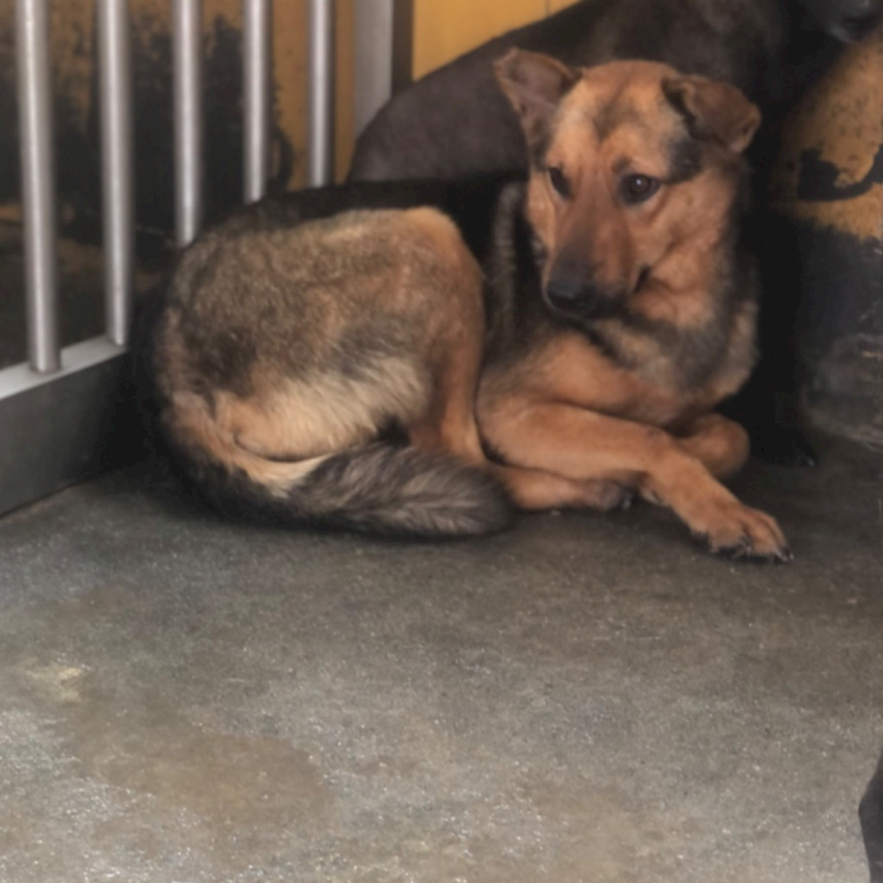 澎湖縣流浪動物收容中心,編號:293927, 混種犬          