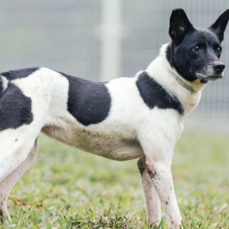 新北市瑞芳區公立動物之家,編號:204371, 混種犬          