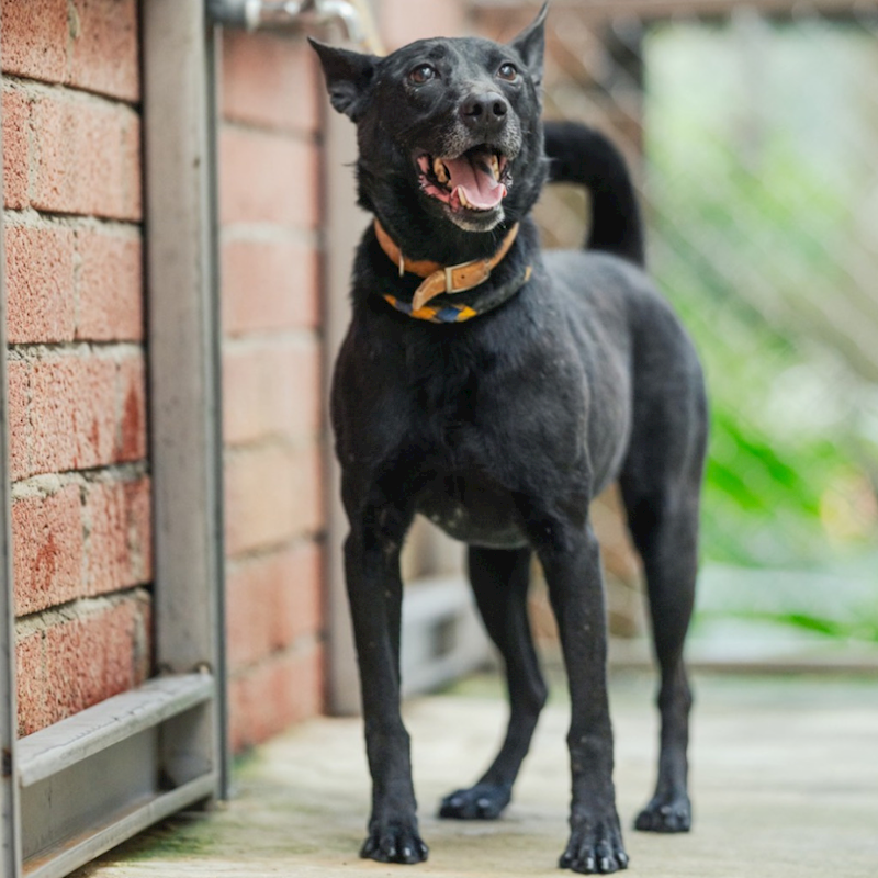 新北市八里區公立動物之家,編號:183462, 混種犬          