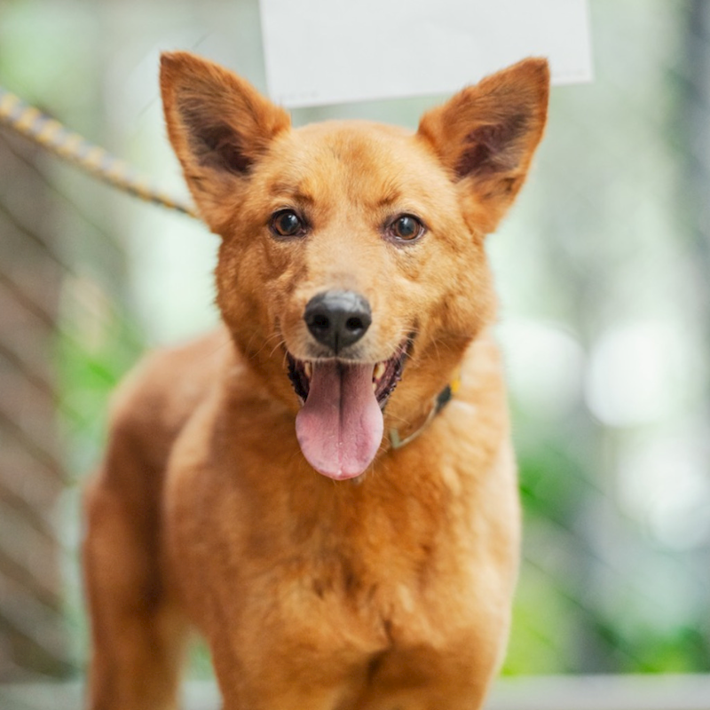 新北市八里區公立動物之家,編號:178707, 混種犬          