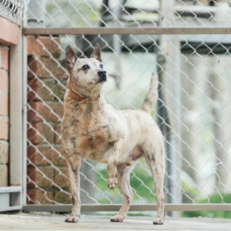 新北市八里區公立動物之家,編號:177246, 混種犬          