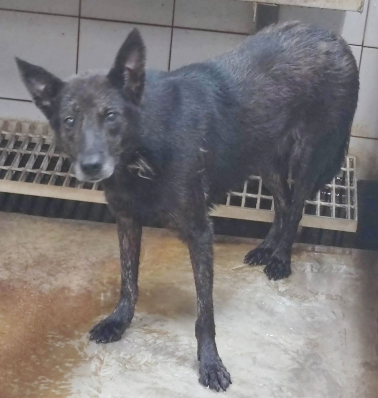 新北市中和區公立動物之家,編號:35736, 混種犬          