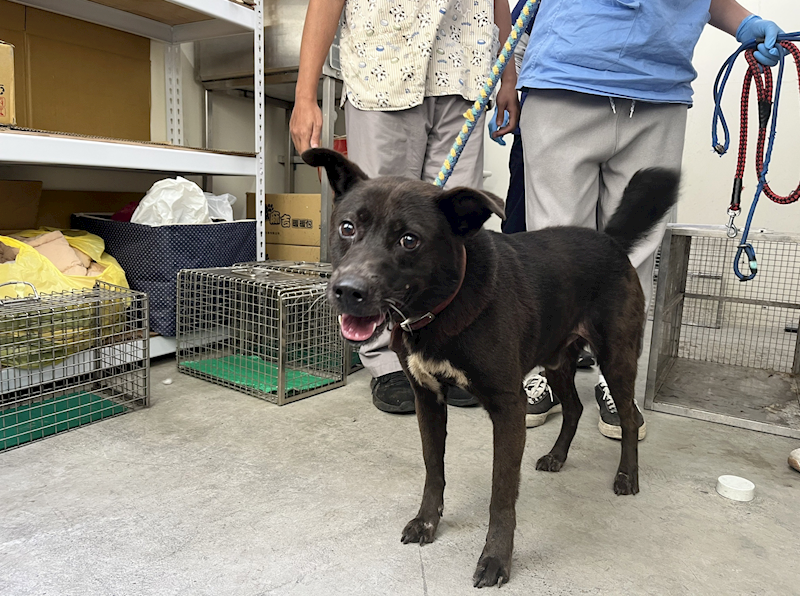 臺北市動物之家,編號:350007, 混種犬          