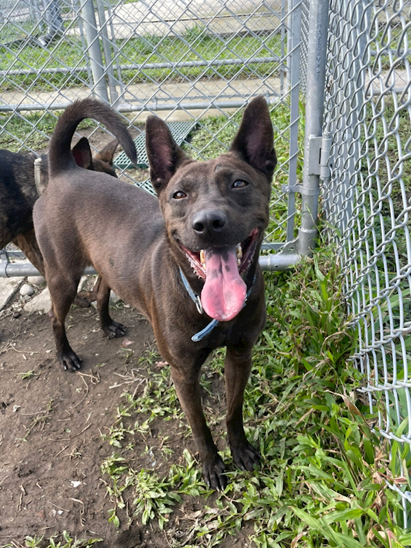 臺北市動物之家,編號:212074, 混種犬          