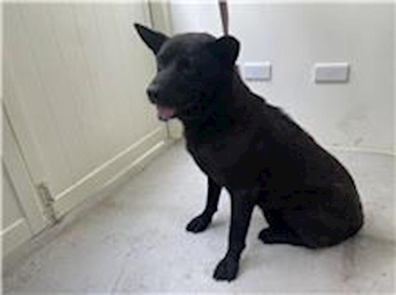 臺北市動物之家,編號:263901, 混種犬          