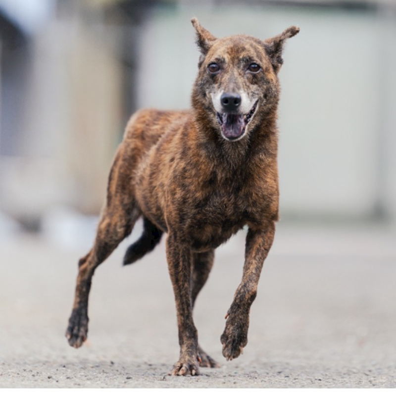 新北市中和區公立動物之家,編號:35710, 混種犬          