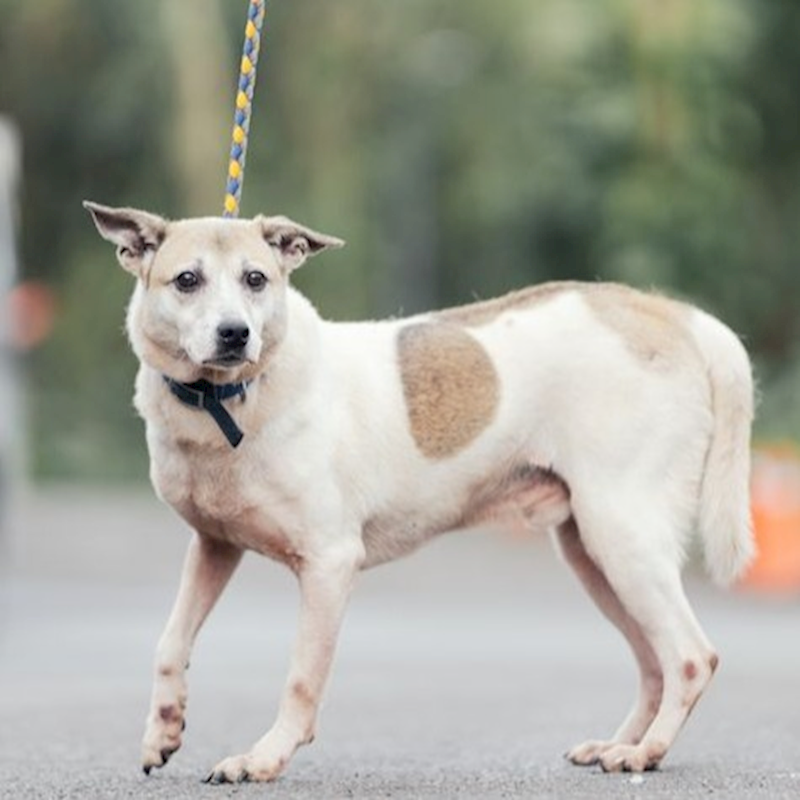 新北市中和區公立動物之家,編號:35705, 混種犬          