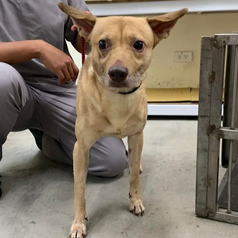 臺北市動物之家,編號:328516, 混種犬          