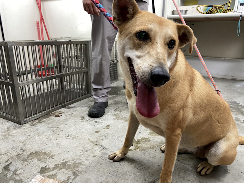 臺北市動物之家,編號:388626, 混種犬          