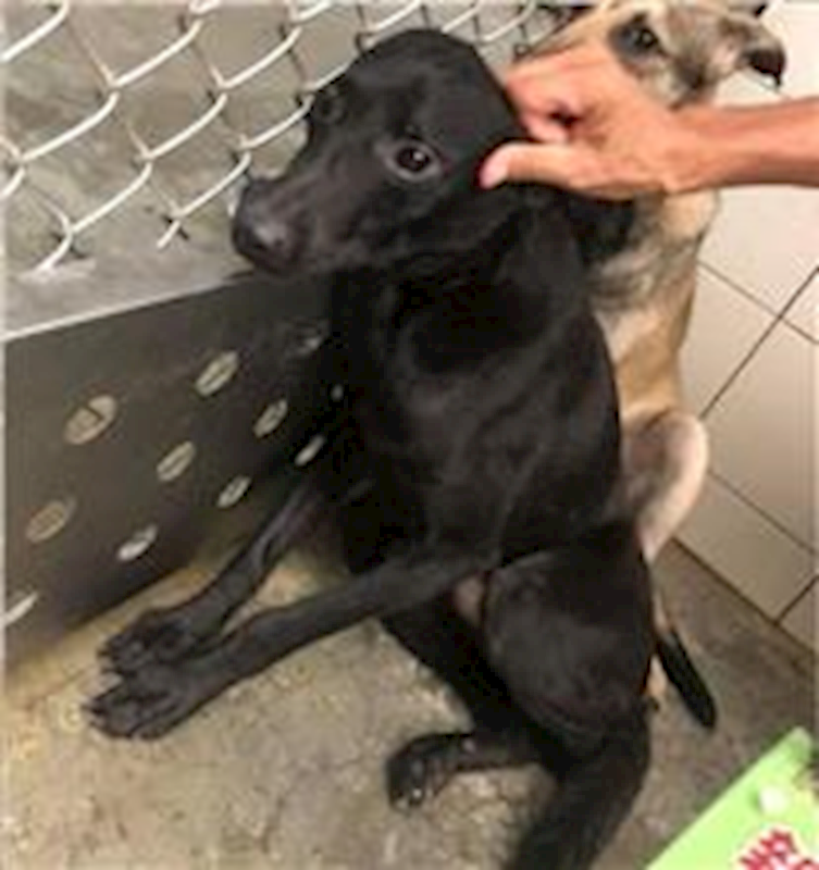 新北市新店區公立動物之家,編號:35267, 混種犬          