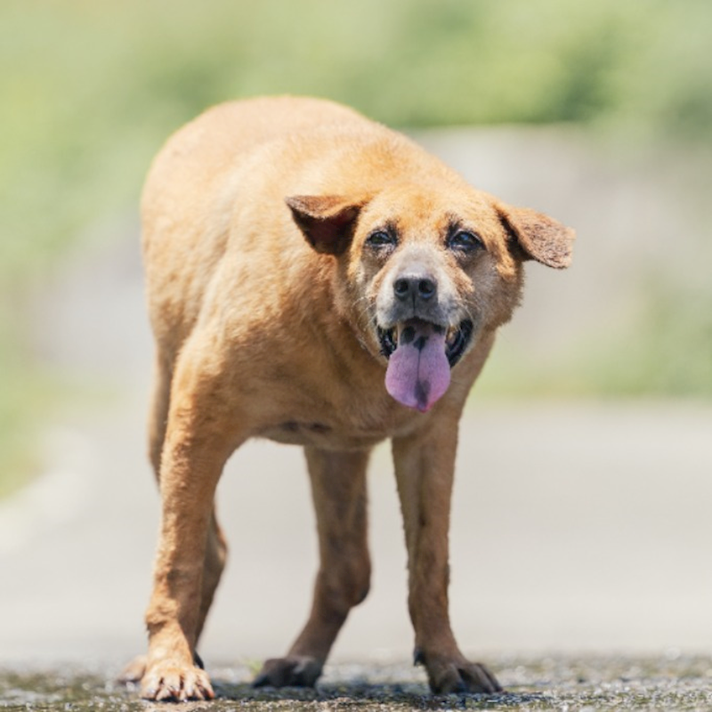 新北市新店區公立動物之家,編號:35300, 混種犬          