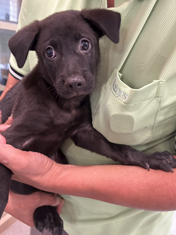 新北市中和區公立動物之家,編號:424133, 混種犬          