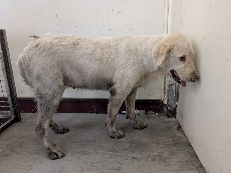 高雄市燕巢動物保護關愛園區,編號:423549, 混種犬          