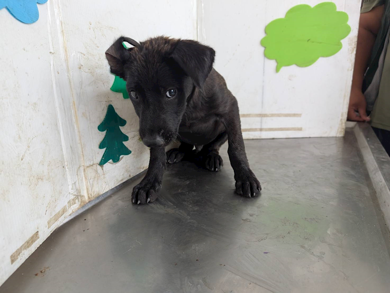 高雄市燕巢動物保護關愛園區,編號:423507, 混種犬          