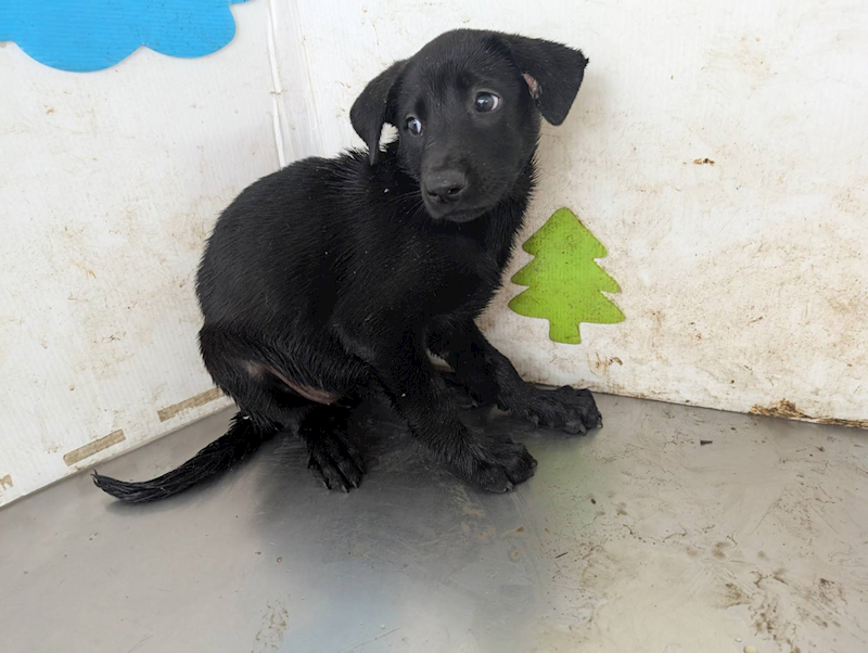 高雄市燕巢動物保護關愛園區,編號:423506, 混種犬          