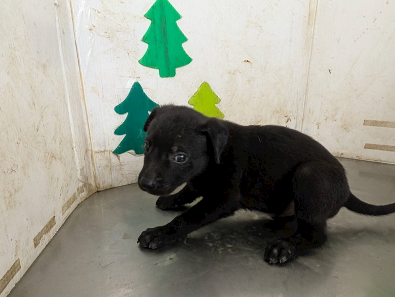 高雄市燕巢動物保護關愛園區,編號:423489, 混種犬          