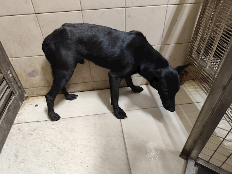 高雄市燕巢動物保護關愛園區,編號:423468, 混種犬          