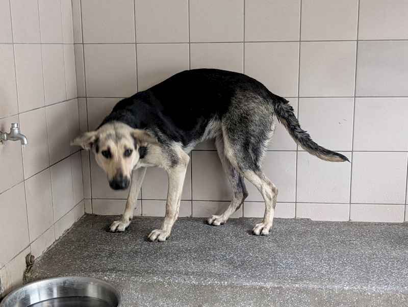 高雄市燕巢動物保護關愛園區,編號:421157, 混種犬          
