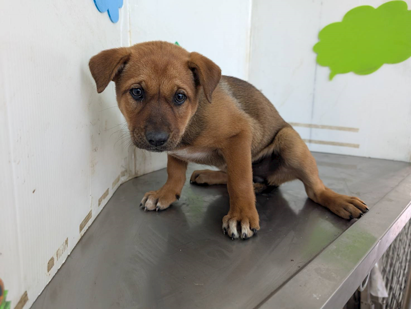 高雄市燕巢動物保護關愛園區,編號:409935, 混種犬          