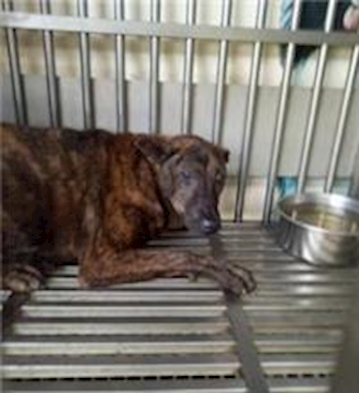 新北市中和區公立動物之家,編號:147687, 混種犬          