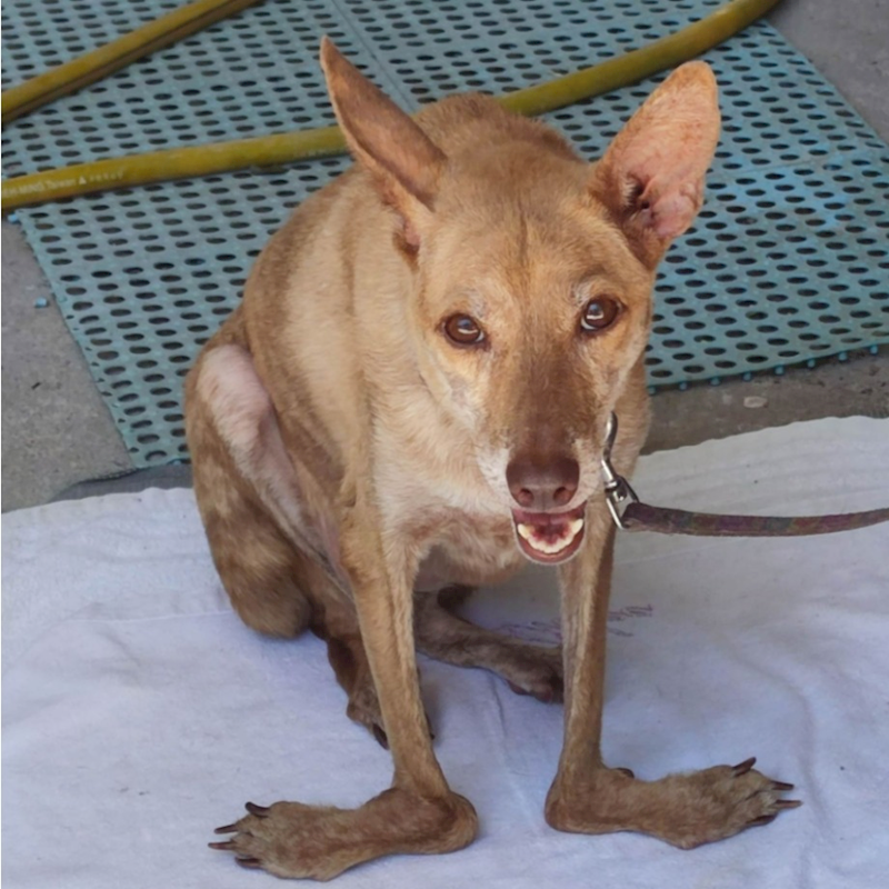 新北市中和區公立動物之家,編號:190635, 混種犬          