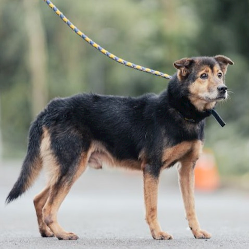 新北市中和區公立動物之家,編號:91200, 混種犬          