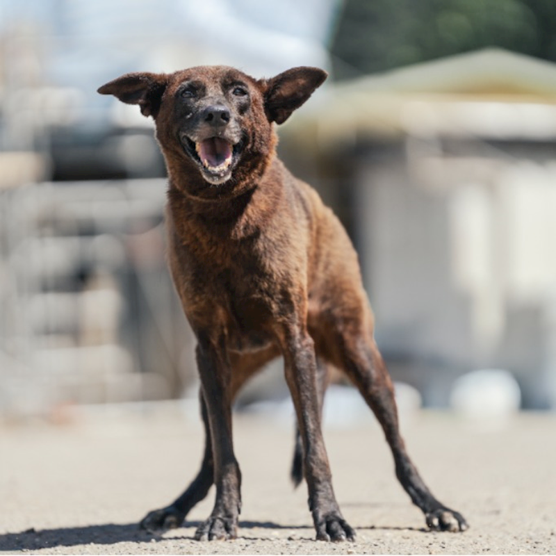 新北市中和區公立動物之家,編號:84333, 混種犬          