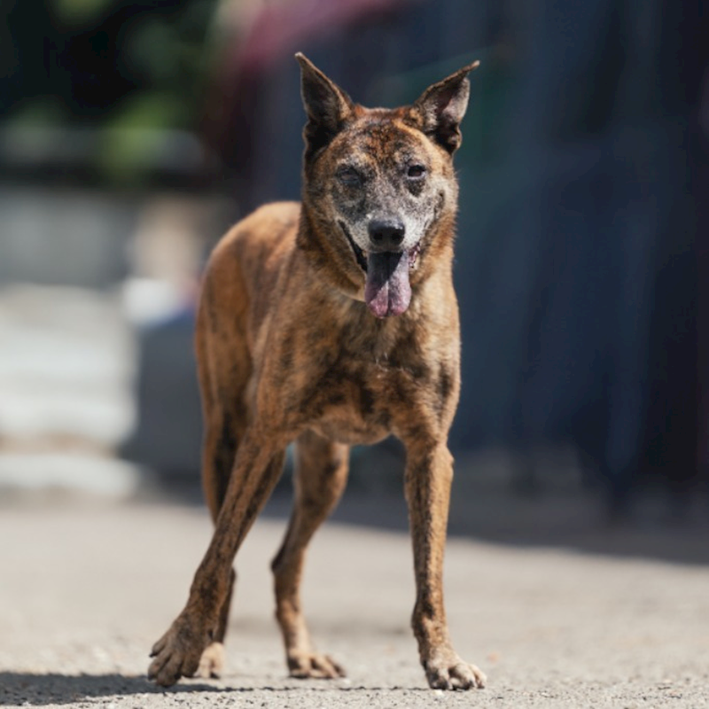 新北市中和區公立動物之家,編號:54603, 混種犬          