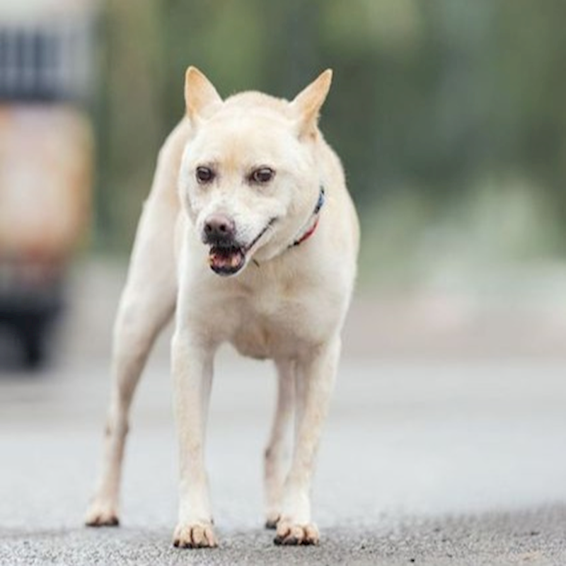 新北市中和區公立動物之家,編號:44460, 混種犬          