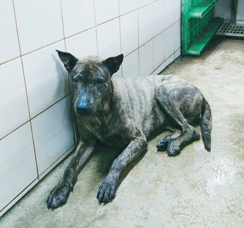 新北市中和區公立動物之家,編號:35744, 混種犬          