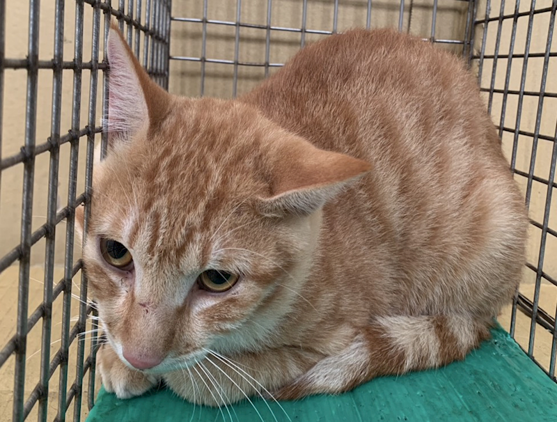 臺北市動物之家,編號:422993, 混種貓                 