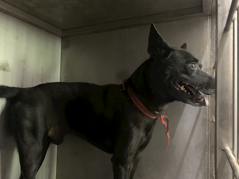 臺北市動物之家,編號:422231, 混種犬          