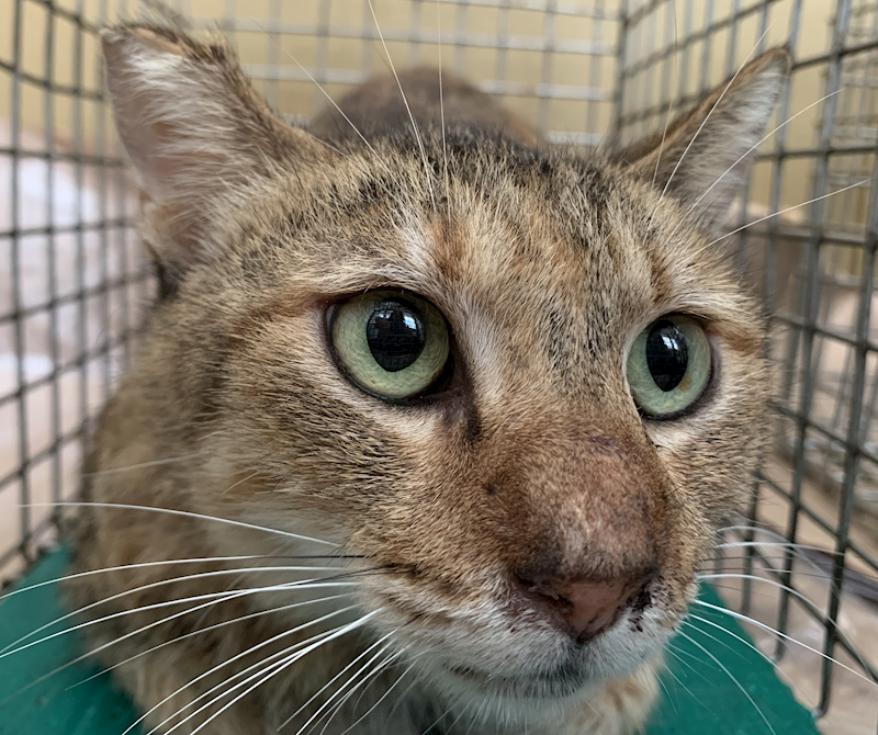 臺北市動物之家,編號:421086, 混種貓                 