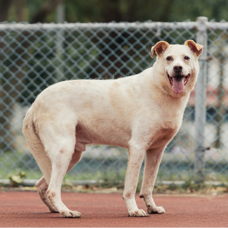 新北市板橋區公立動物之家,編號:134637, 混種犬          