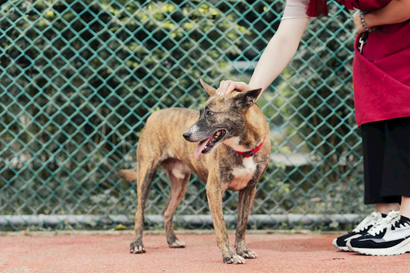 新北市板橋區公立動物之家,編號:134283, 混種犬          