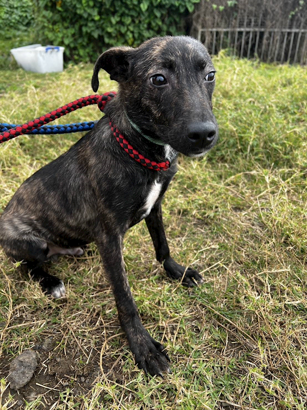 新北市淡水區公立動物之家,編號:419591, 混種犬          