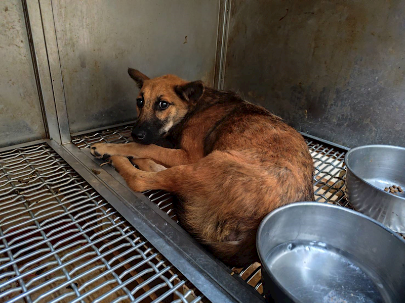 高雄市燕巢動物保護關愛園區,編號:424301, 混種犬          