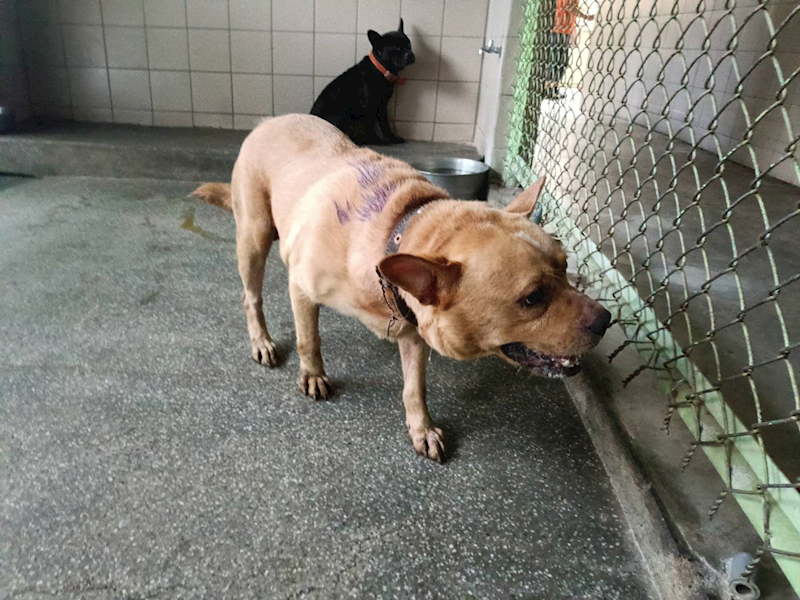 高雄市燕巢動物保護關愛園區,編號:424300, 混種犬          