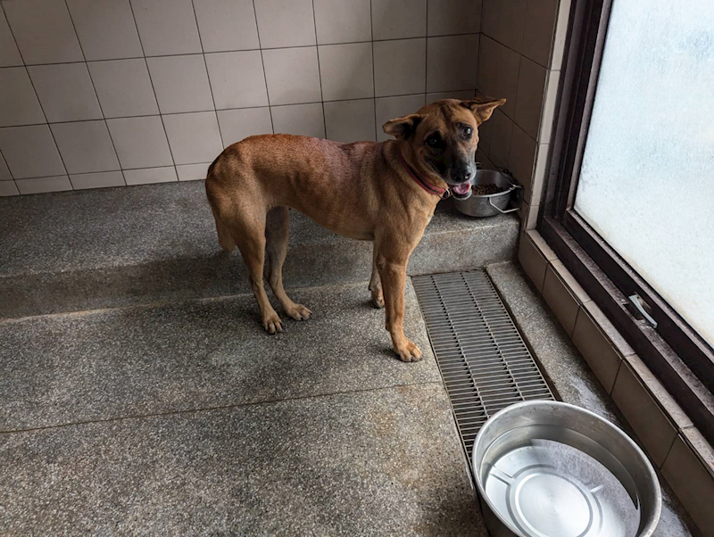 高雄市燕巢動物保護關愛園區,編號:424302, 混種犬          