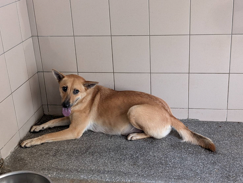 高雄市燕巢動物保護關愛園區,編號:424304, 混種犬          