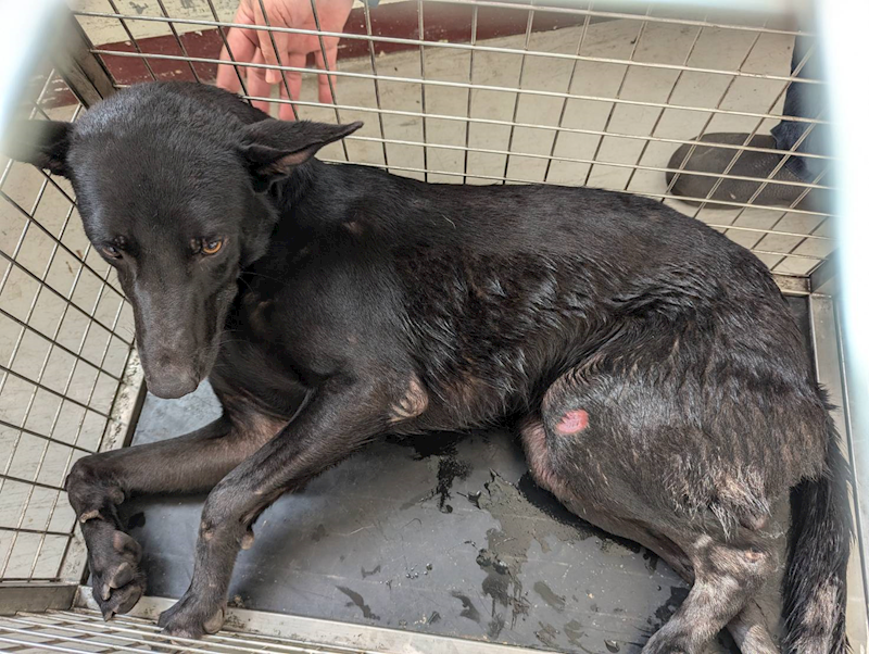 高雄市燕巢動物保護關愛園區,編號:424303, 混種犬          