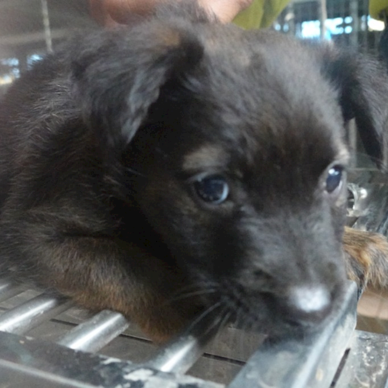 臺南市動物之家灣裡站,編號:416502, 混種犬          